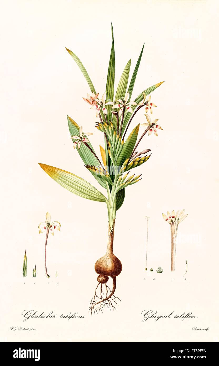 Old illustration of  Babiana tubiflora. Les Liliacées, By P. J. Redouté. Impr. Didot Jeune, Paris, 1805 - 1816 Stock Photo