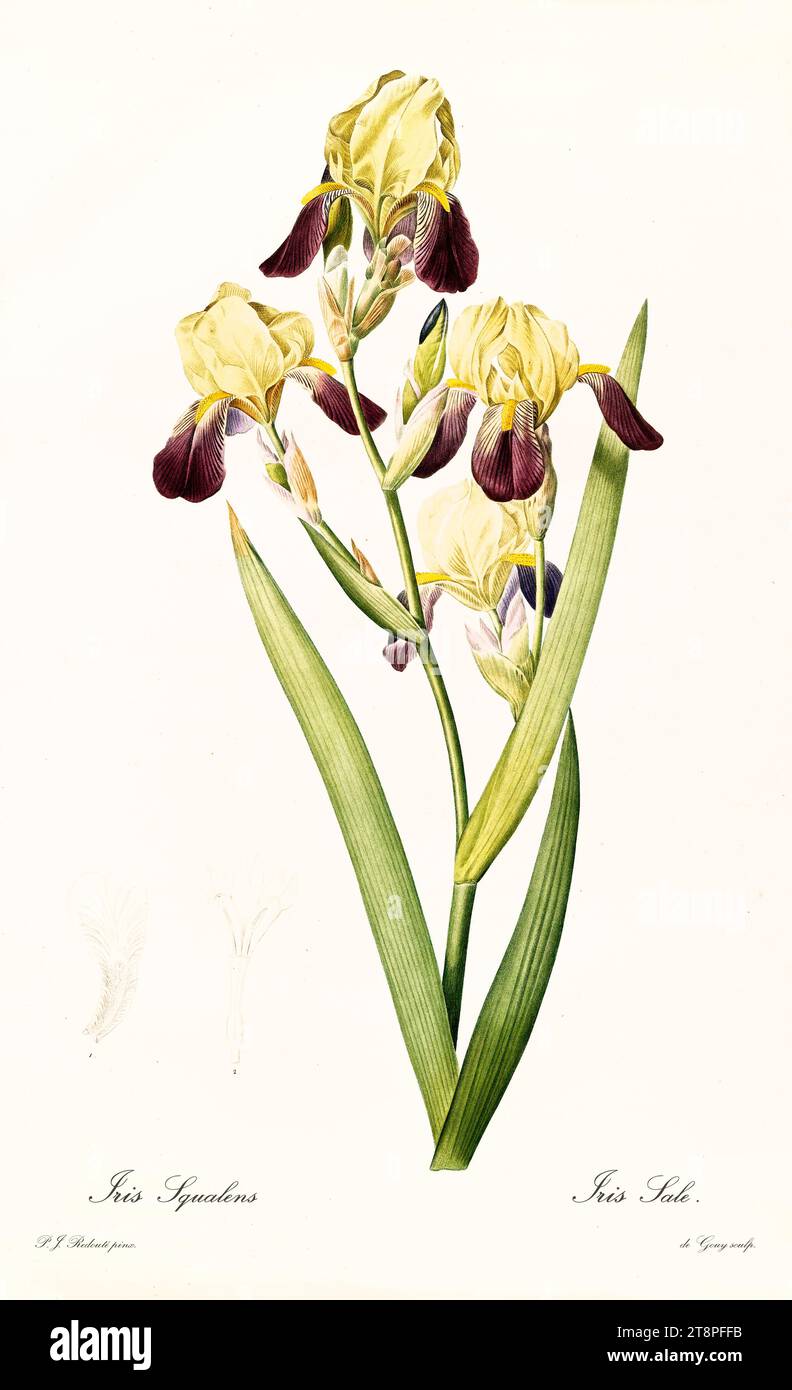 Old illustration of  Bearded Iris (Iris squalens). Les Liliacées, By P. J. Redouté. Impr. Didot Jeune, Paris, 1805 - 1816 Stock Photo