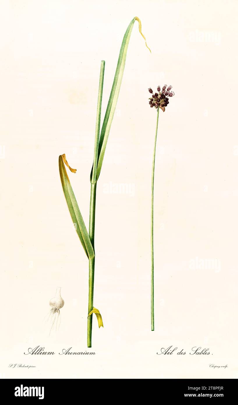 Old illustration of Rocambole (Allium scorodoprasum). Les Liliacées, By P. J. Redouté. Impr. Didot Jeune, Paris, 1805 – 1816 Stock Photo