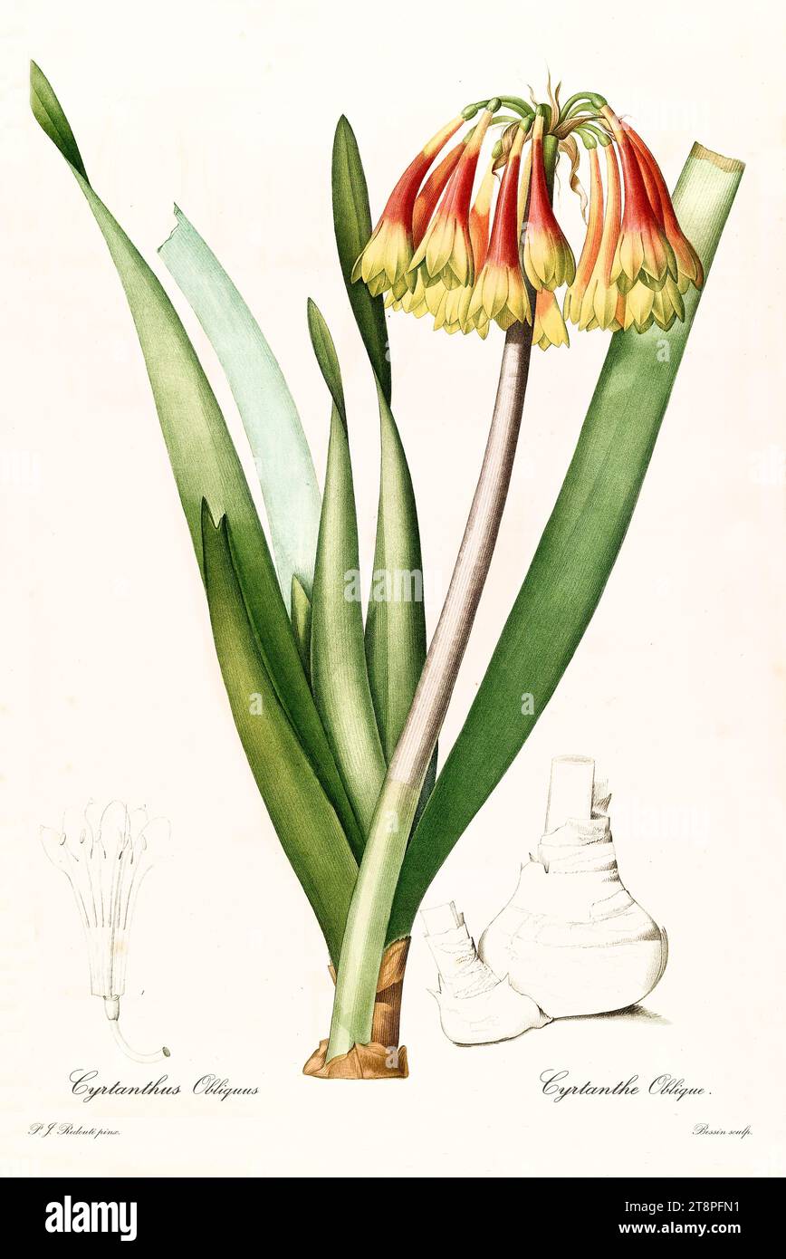 Old illustration of Knysna Lily (Cyrtanthus obliquus) Les Liliacées, By P. J. Redouté. Impr. Didot Jeune, Paris, 1805 – 1816 Stock Photo