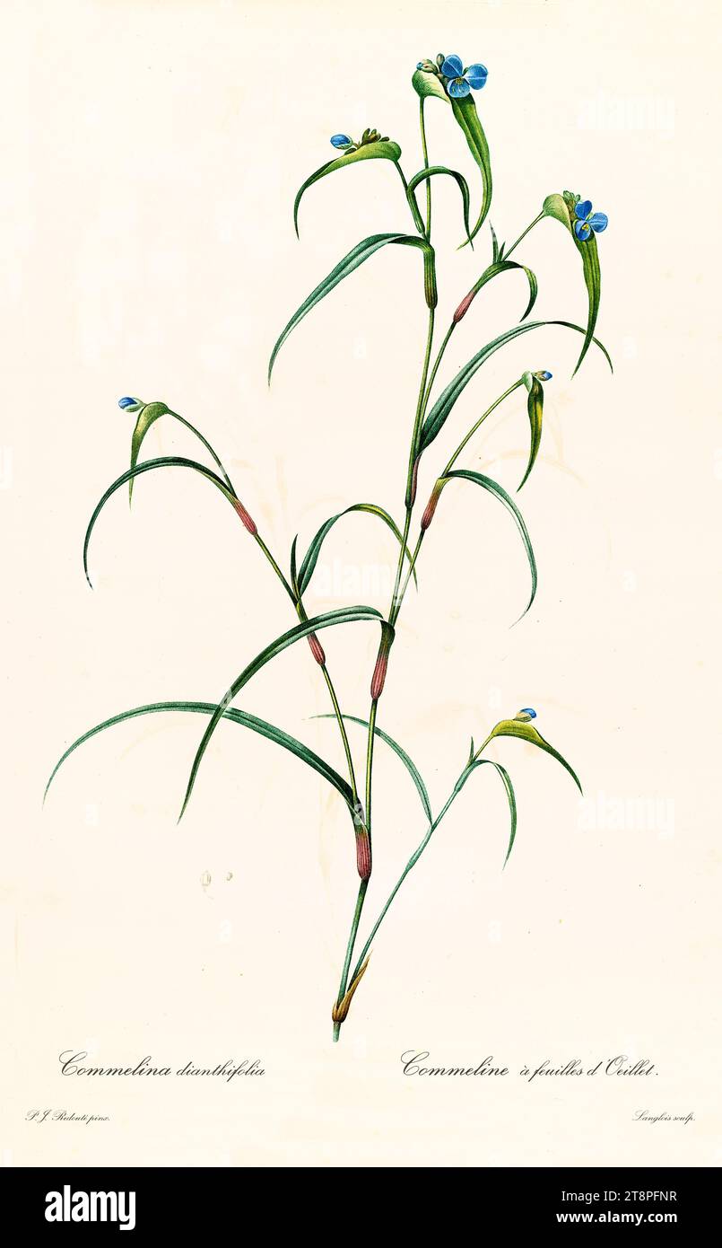 Old illustration of  Birdbill Dayflower (Commelina dianthifolia). Les Liliacées, By P. J. Redouté. Impr. Didot Jeune, Paris, 1805 - 1816 Stock Photo