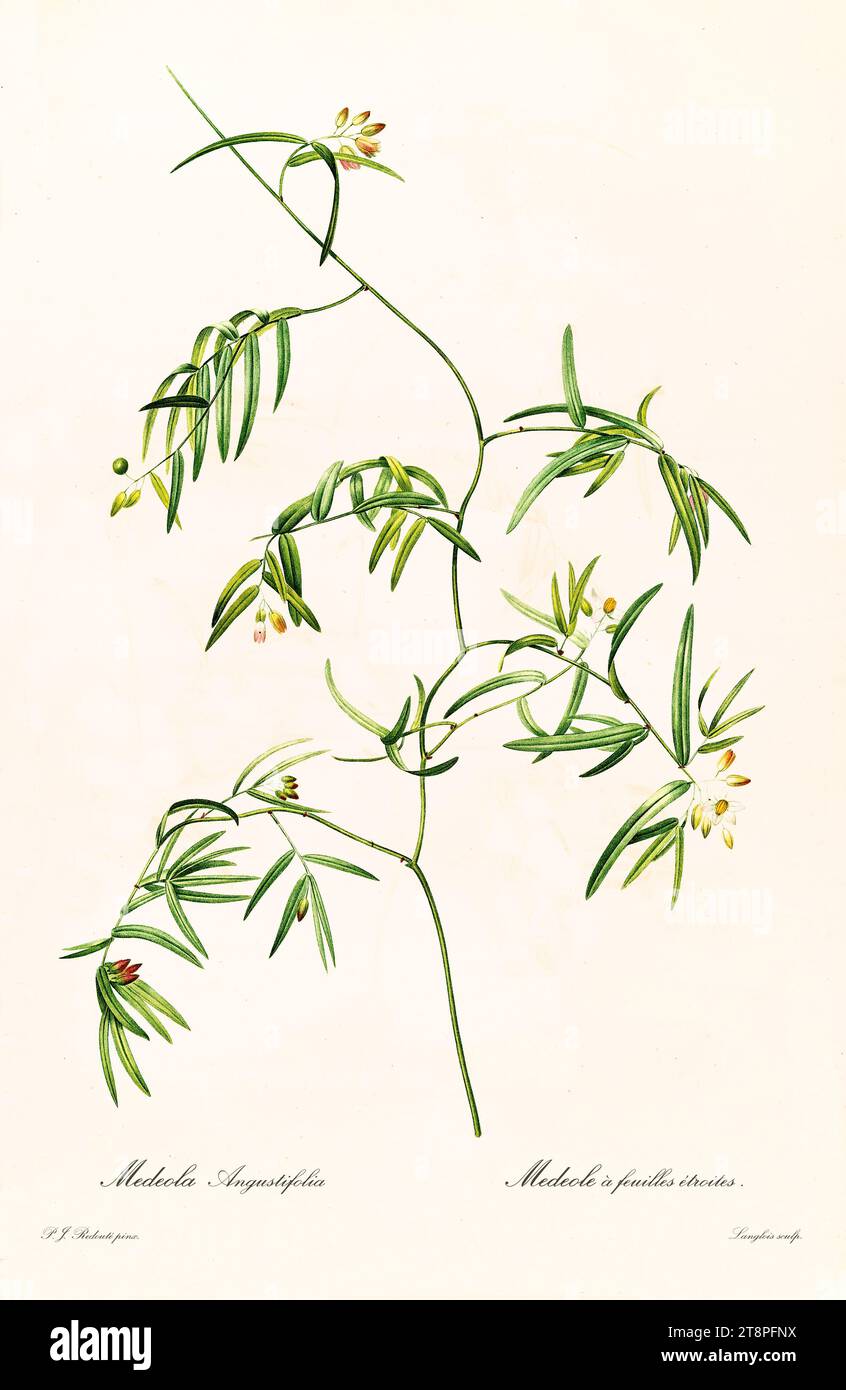 Old illustration of  Scrambling Lily (Geitonoplesium cymosum). Les Liliacées, By P. J. Redouté. Impr. Didot Jeune, Paris, 1805 - 1816 Stock Photo