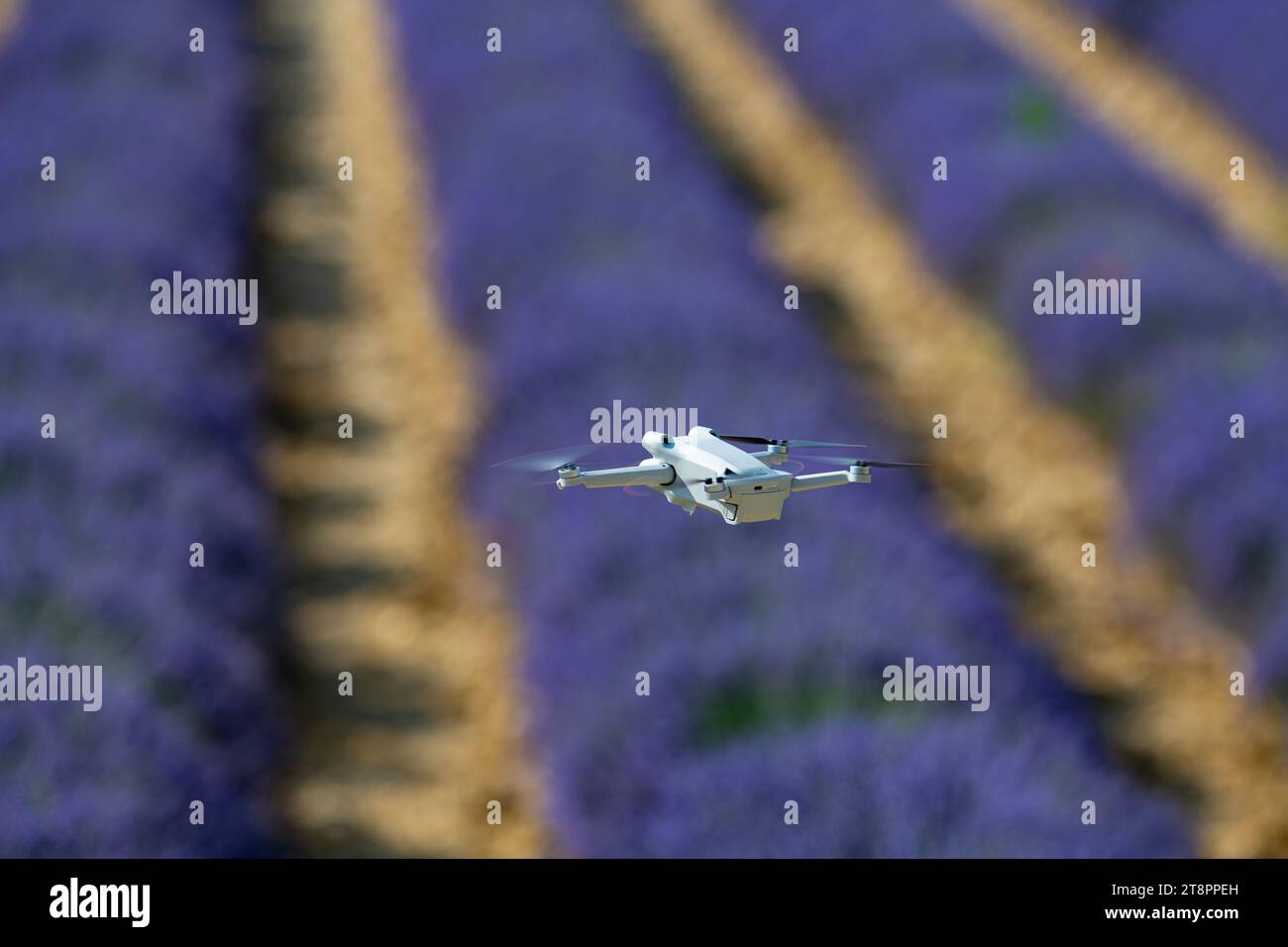 Drone landscape lavender field purple hi-res stock photography and ...