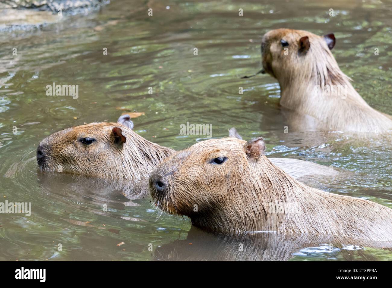 San Diego Zoo - The word capybara means master of the grass and its  scientific name, Hydrochoerus, means water hog because of its love for  water. The capybara, however, is not a