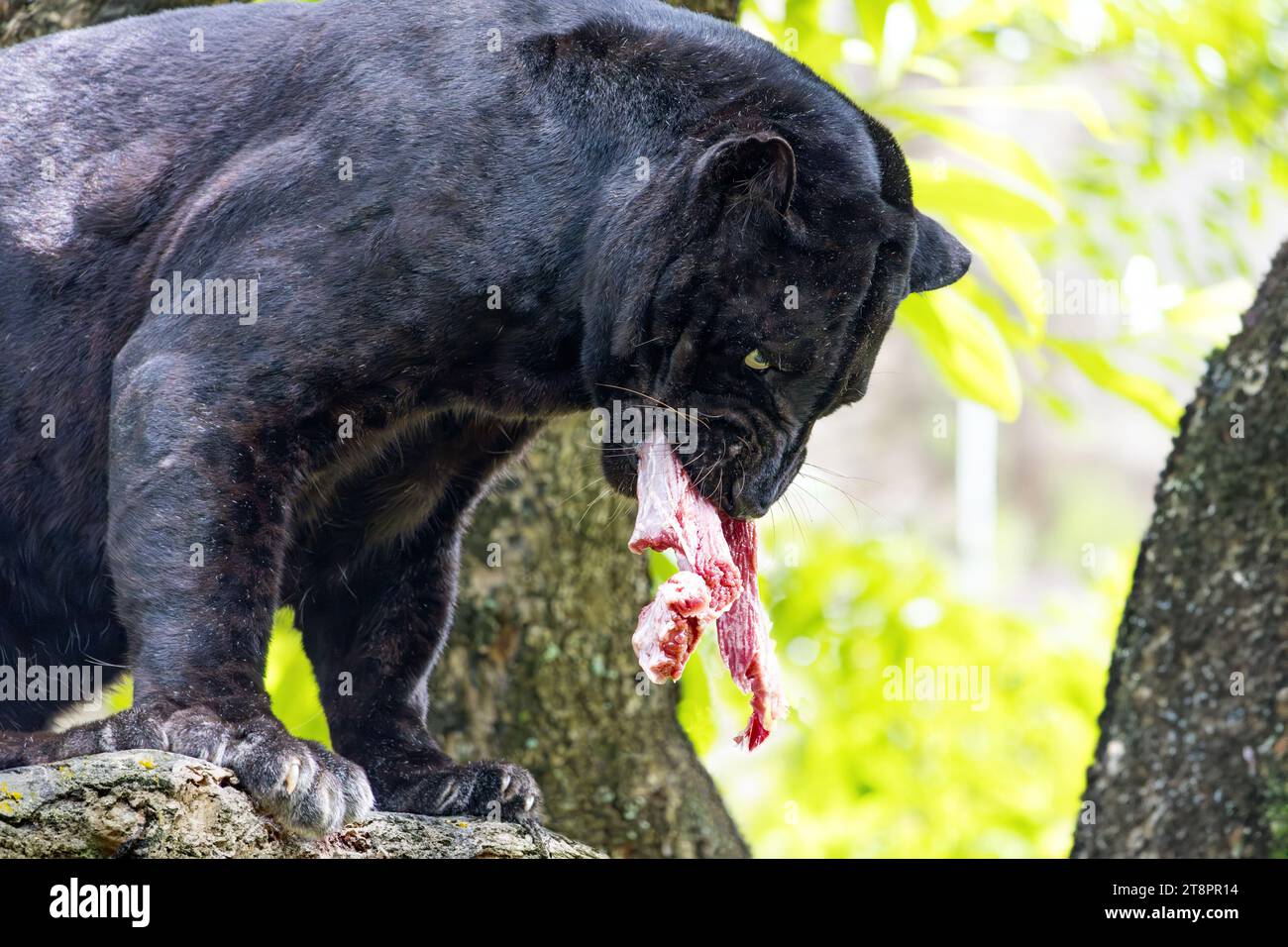 Black panther in zoo in hi-res stock photography and images - Alamy