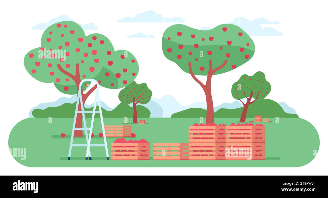 Beautiful scenery overlooking orchard during harvest time. Apple trees