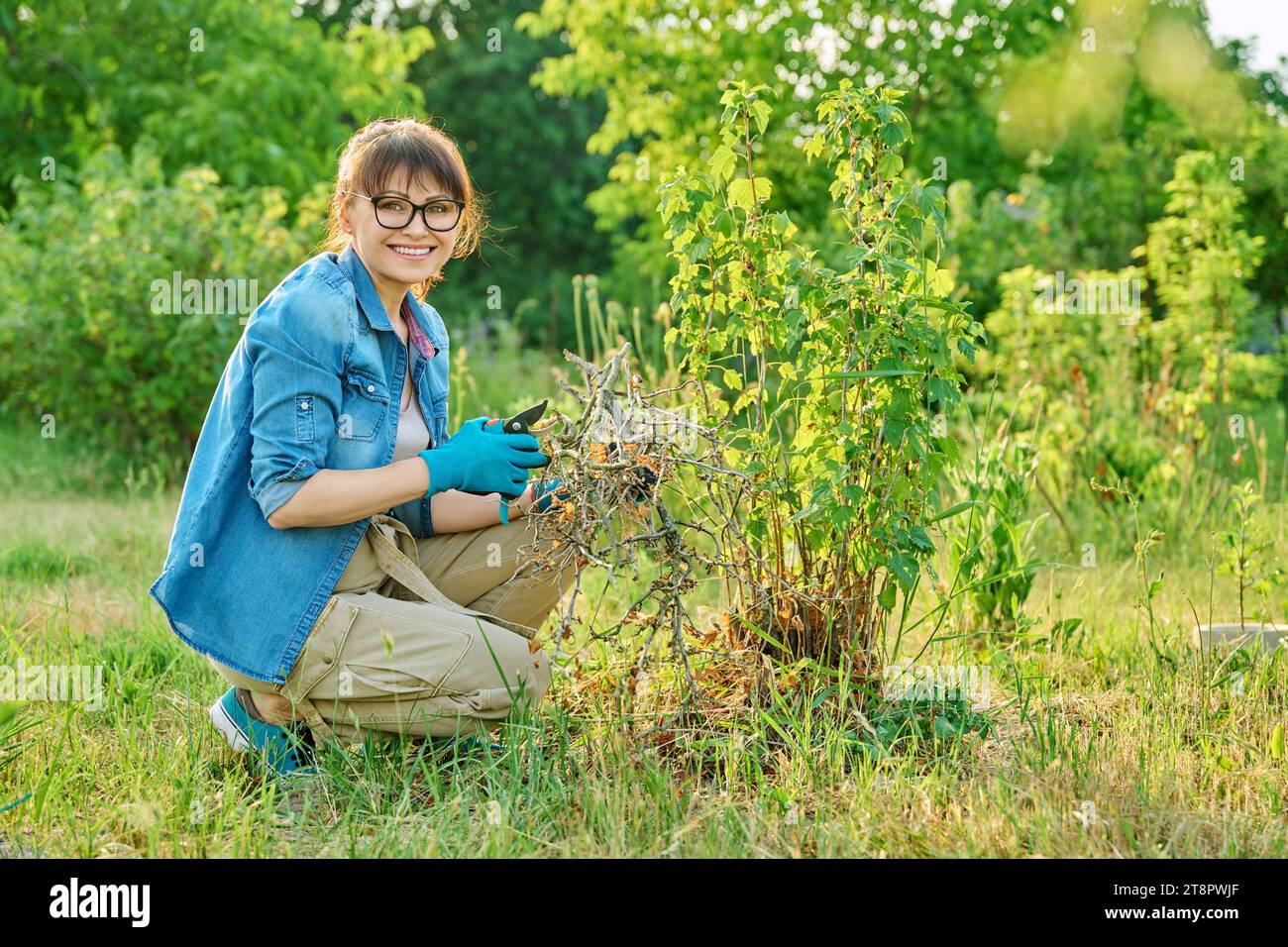 Woman with dry branches of blackcurrant bushes, pruning shears in garden Stock Photo