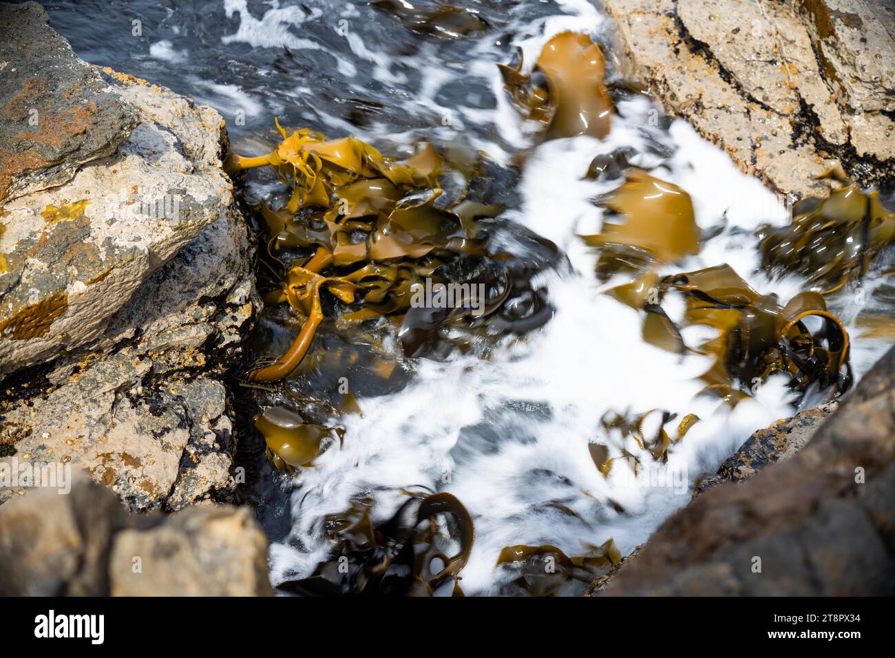 Bull kelp seaweed growing on rocks. Edible sea weed ready to harvest in ...