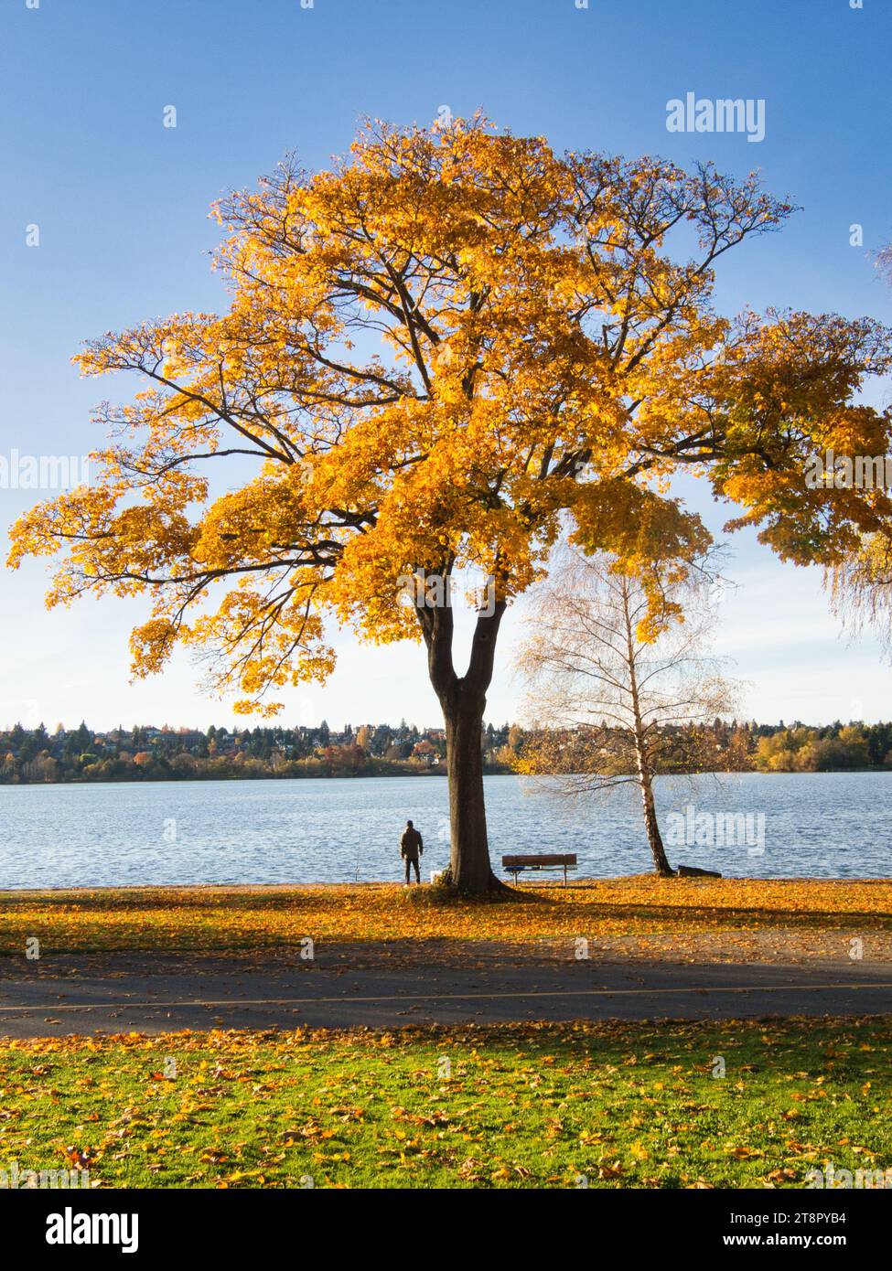 Man in distance stands in silhouette on shore of park lake under beautiful golden foliage tree in autumn with fishing pole on sunny fall day. Stock Photo