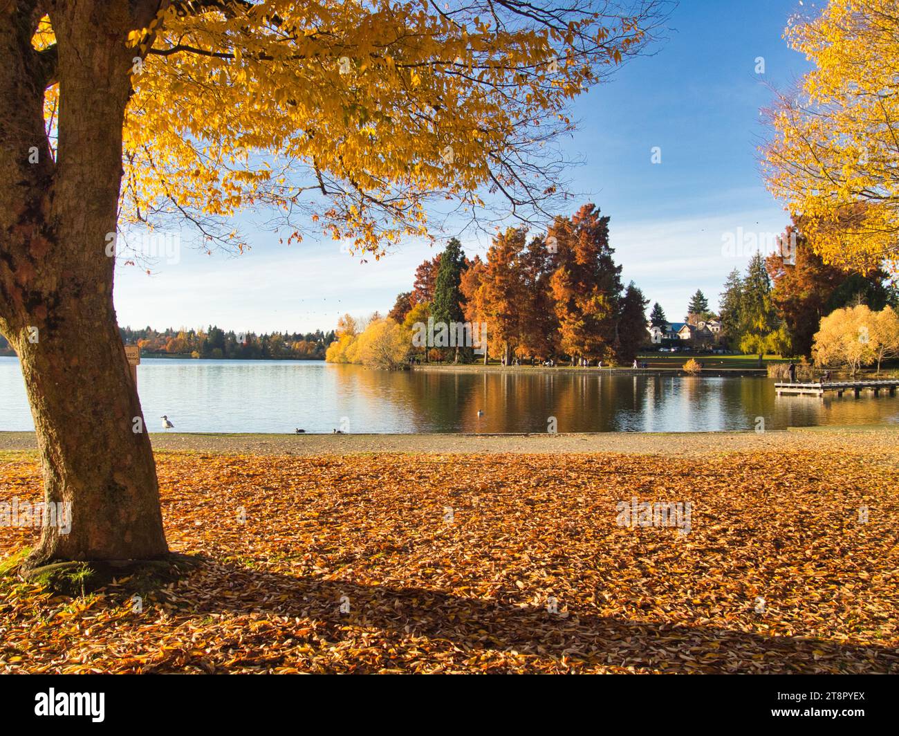 Landscape of tree in front of calm lake on sunny fall day in city park with beautiful autumn foliage at golden hour. Stock Photo