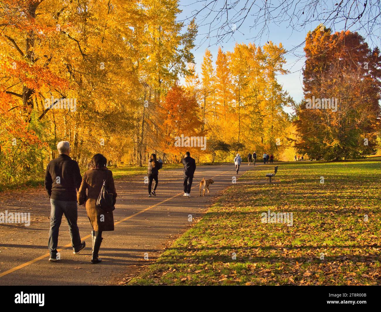 Walking path with passing figures going for a stroll on a beautiful sunny day in a city park with yellow and orange foliage at golden hour. Stock Photo