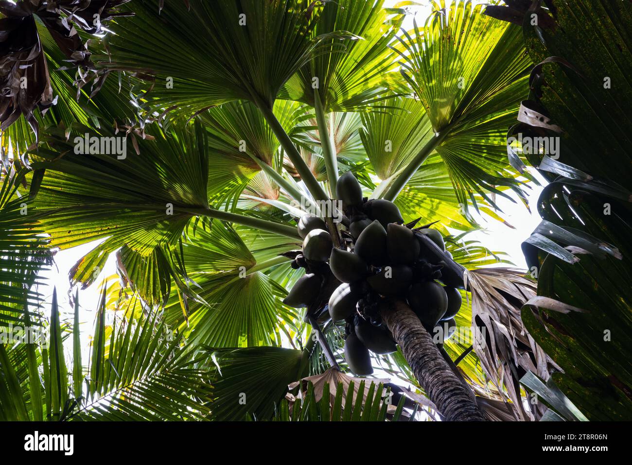 Coco de mer fruits, Lodoicea palm tree. Vallee de Mai, Praslin, Seychelles Stock Photo