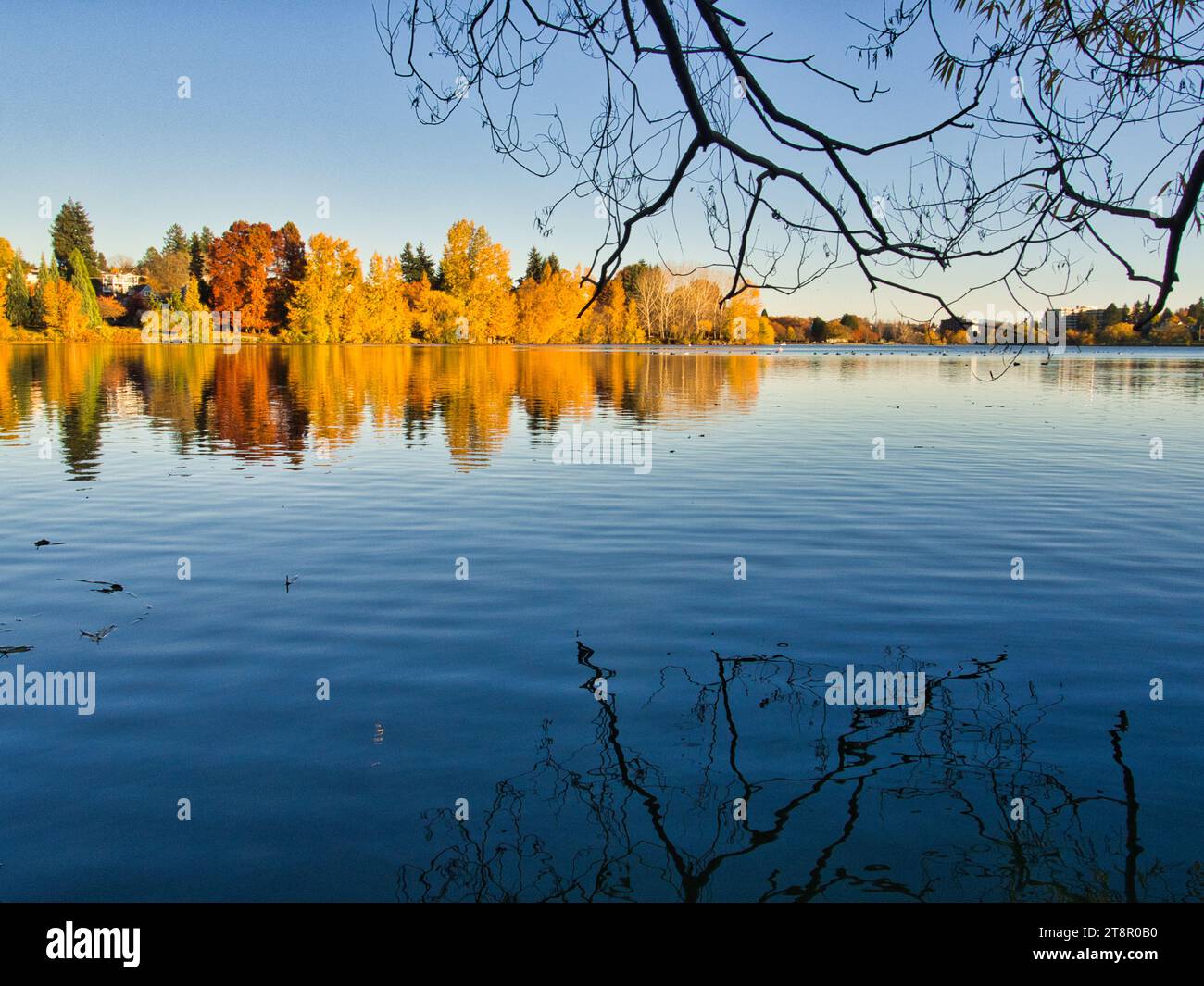 Landscape across peaceful lake with beautiful yellow fall foliage in the distance and bare tree branch reflection on water's surface. Golden hour. Stock Photo