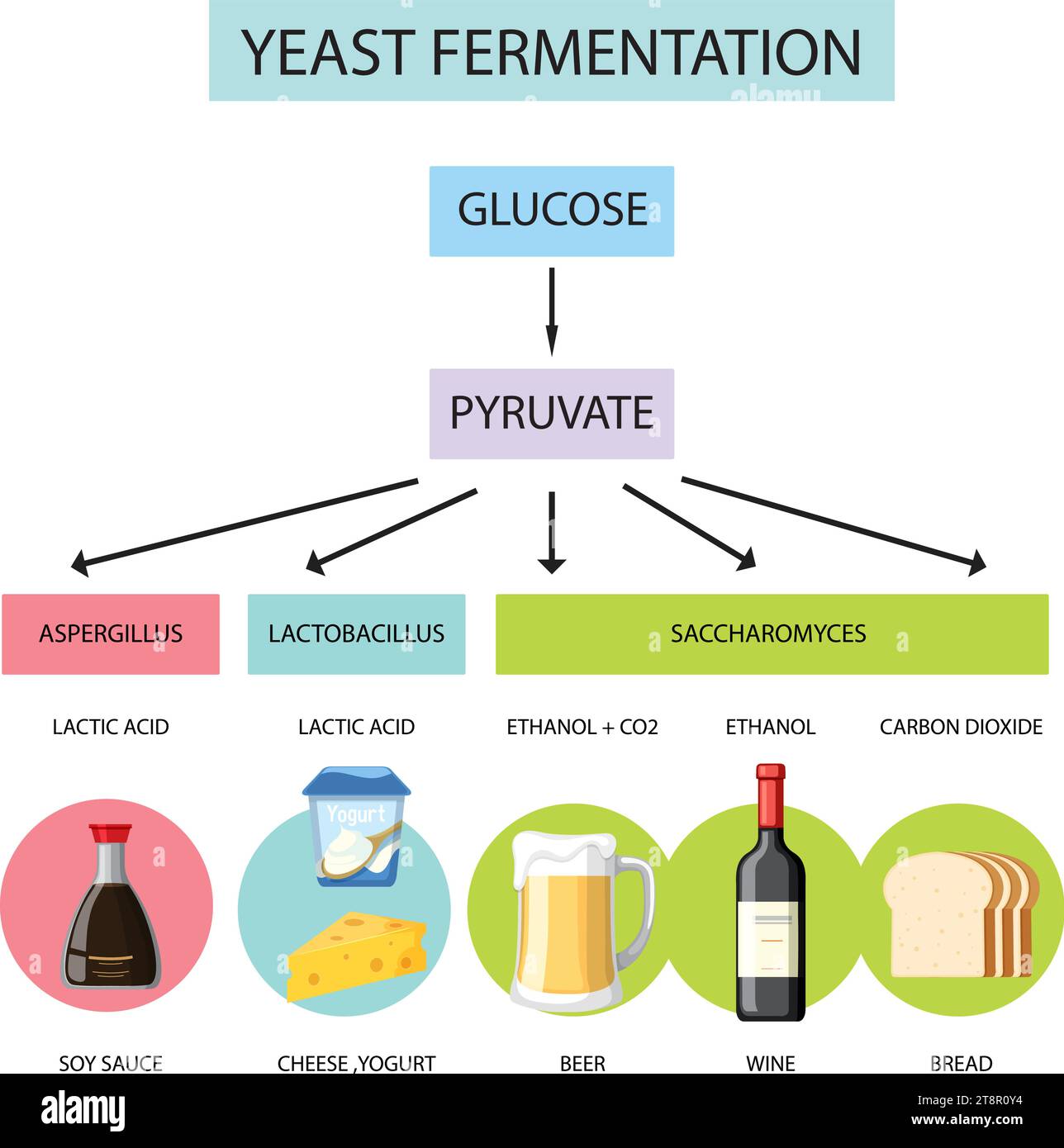 A visual guide to yeast fermentation and its resulting products Stock