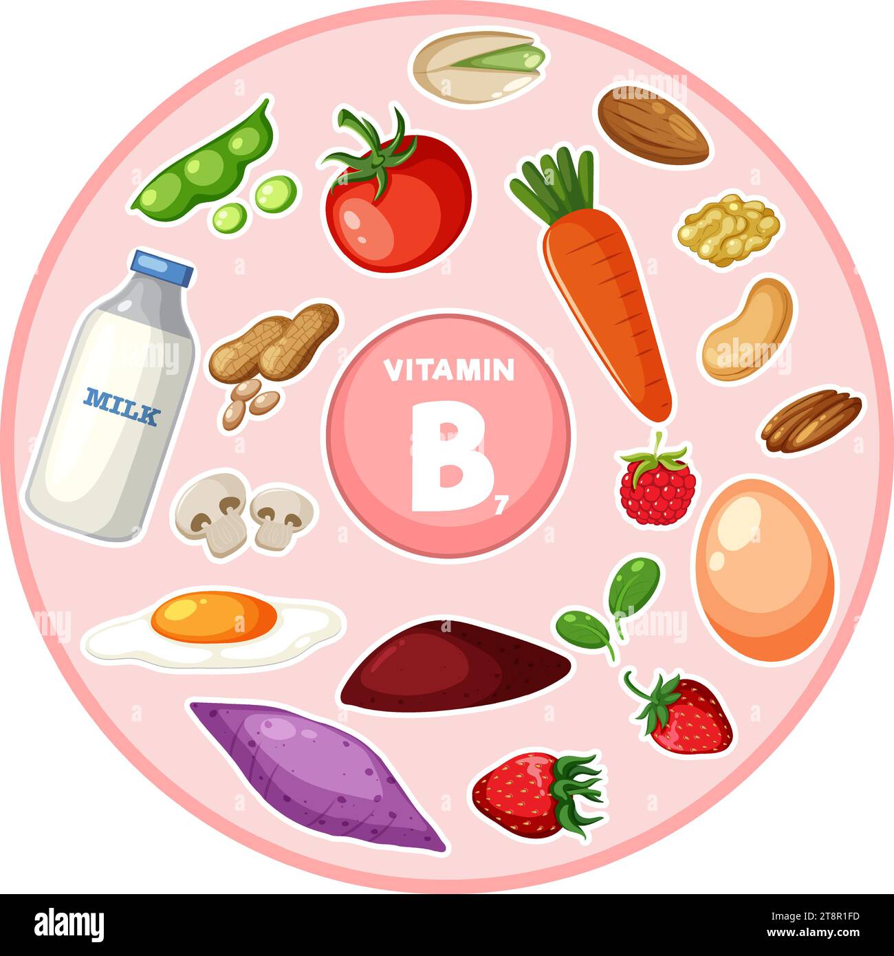 Illustration of a variety of vitamin B7rich foods and vegetables Stock