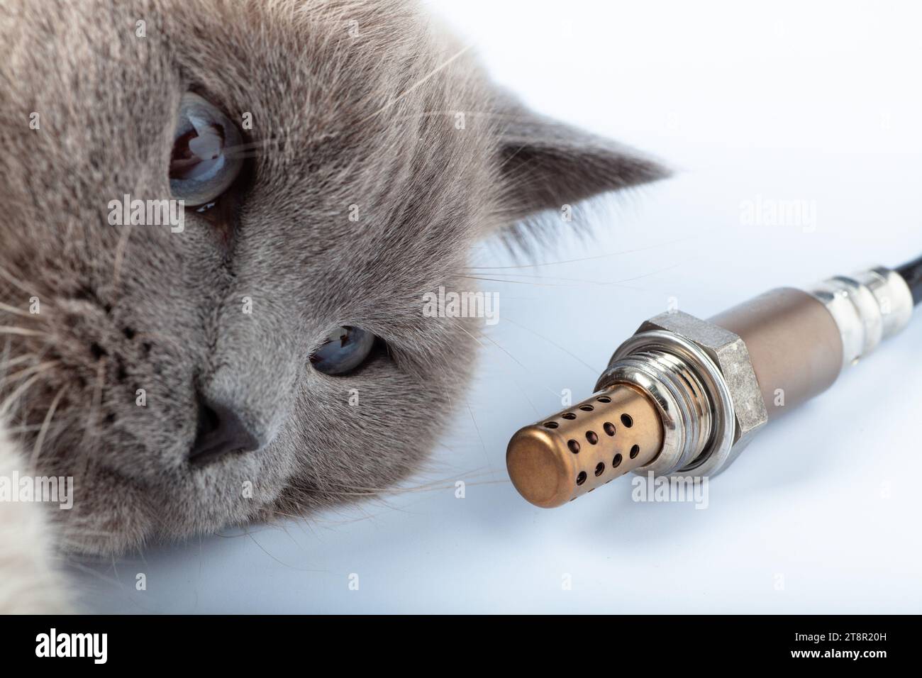 Cat looking at Oxygen sensor buyer Stock Photo Alamy