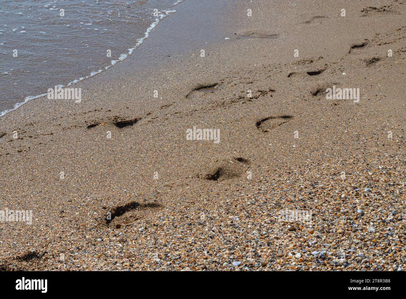 Footprints of a man on the yellow beach sand from walking barefoot by the sea with water that washes away the footprints. Contemplation of life Stock Photo