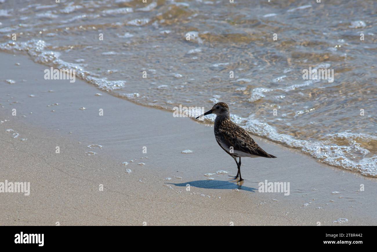 A Dunlin is walking on the beach. Also known as a Red-backed Sandpiper. Stock Photo