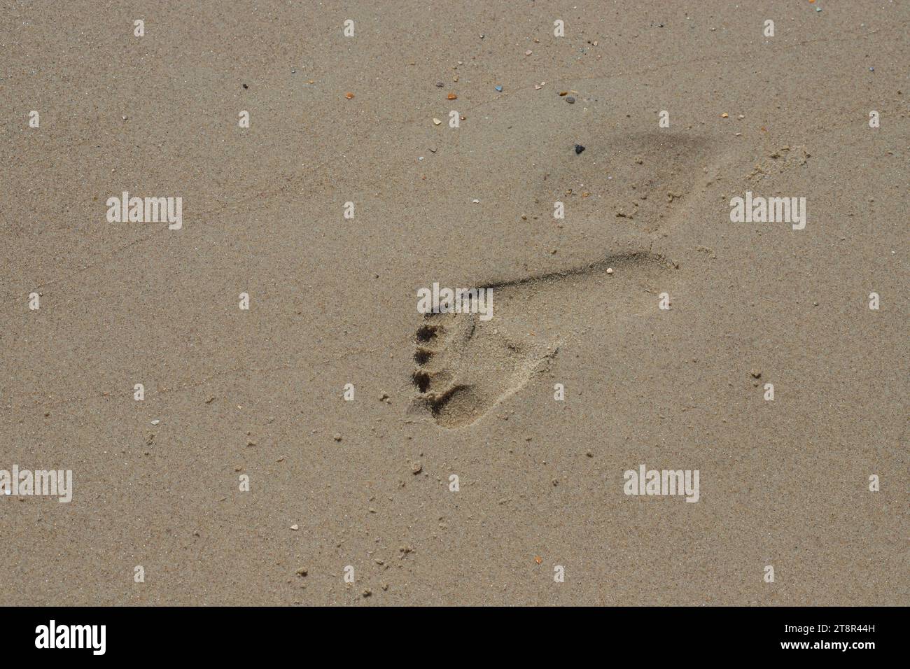 Footprints of a man on the yellow beach sand from walking barefoot by the sea with water that washes away the footprints. Contemplation of life Stock Photo