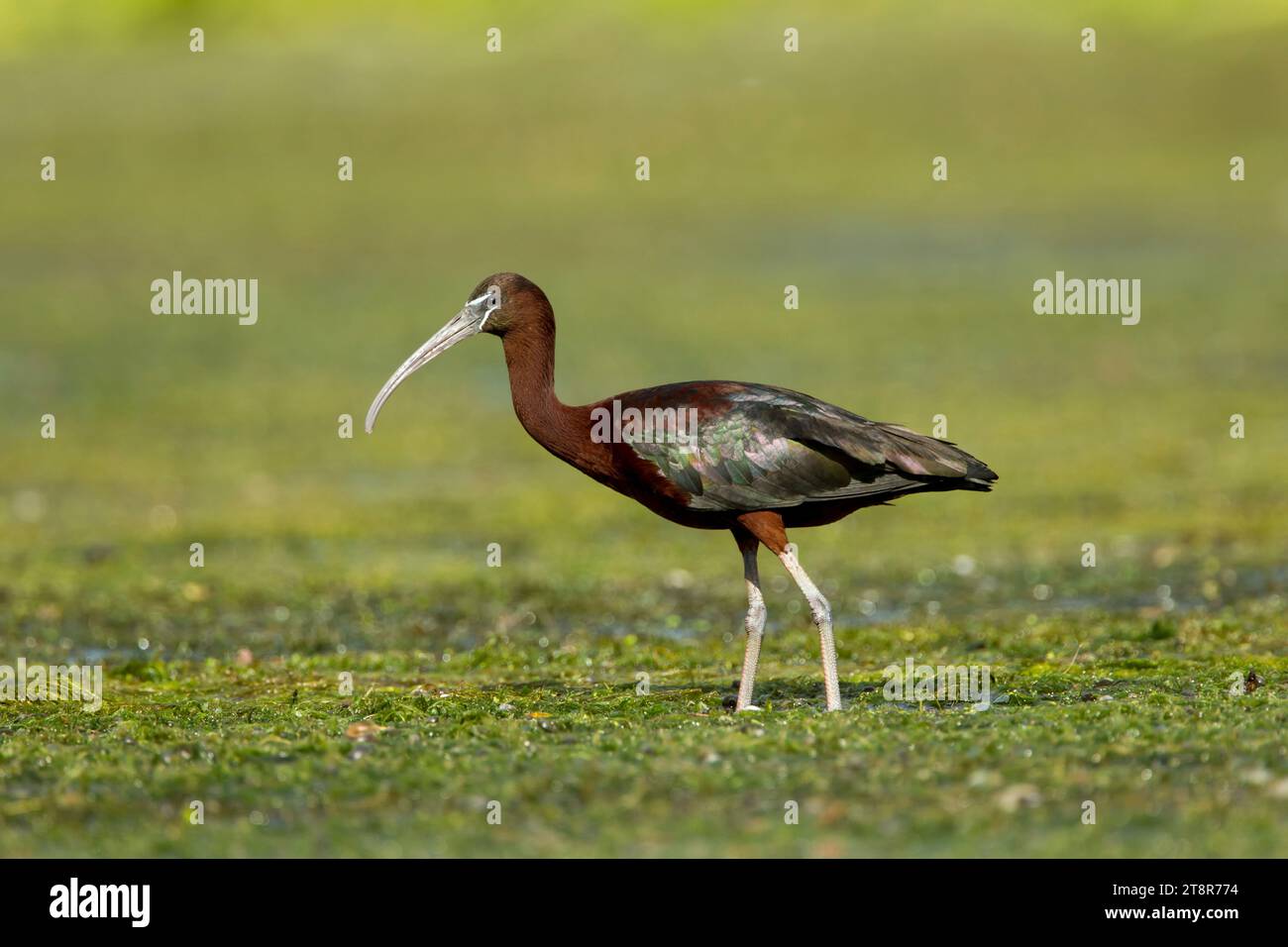 Glossy ibis (Plegadis falcinellus) standing in water in the Danube Delta complex of lagoons Stock Photo