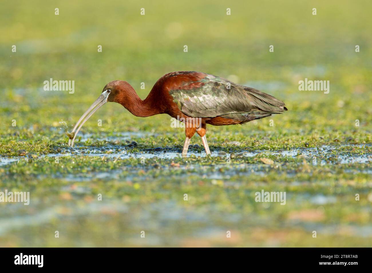 Glossy ibis (Plegadis falcinellus) foraging while standing in water and vegetation in the Danube Delta complex of lagoons Stock Photo