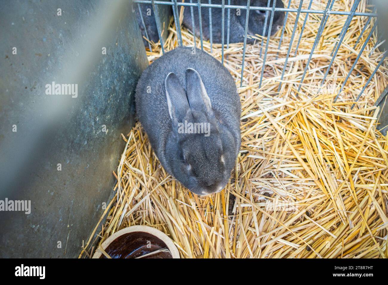 Pearl Rabbit at the National exhibition of farming animals Animal ...