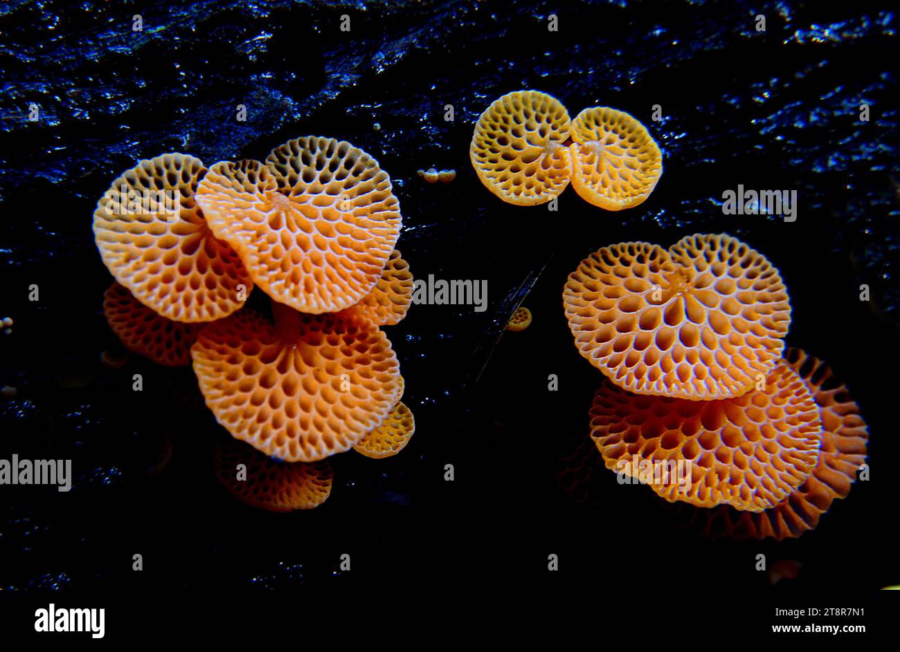 Orange pore fungus (Favolaschia calocera, Marasmiaceae), This little fungus is very bright orange in colour. It is fan shaped like a ping pong bat, with a short stem (up to 20 mm long), attached to the side of the cap and to logs or dead branches. Instead of gills it has large pores giving it a honeycombed appearance. The pores are visible through the thin flesh. The fungus is 5-40 mm diameter Stock Photo