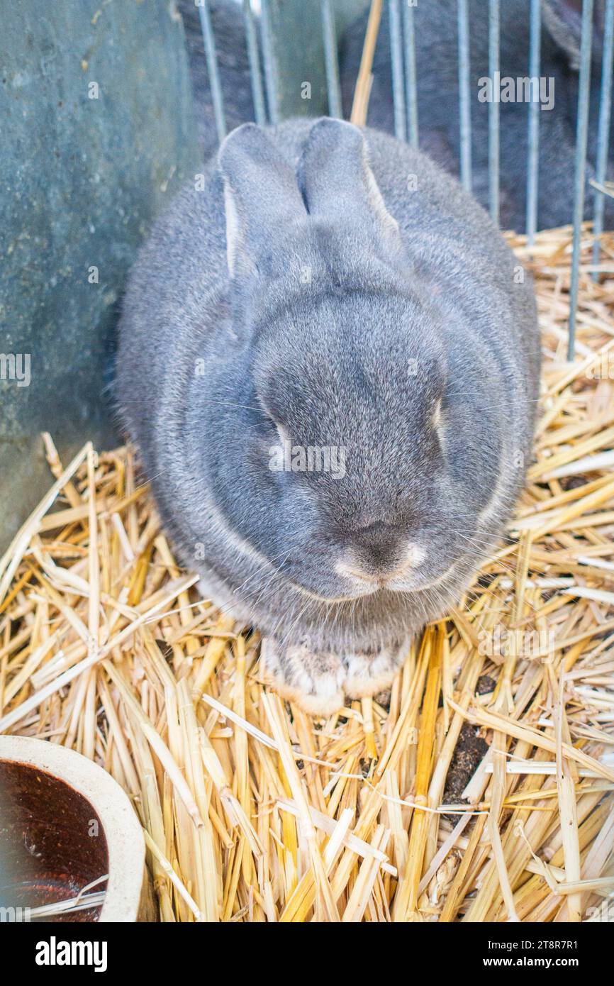 Pearl Rabbit at the National exhibition of farming animals Animal ...