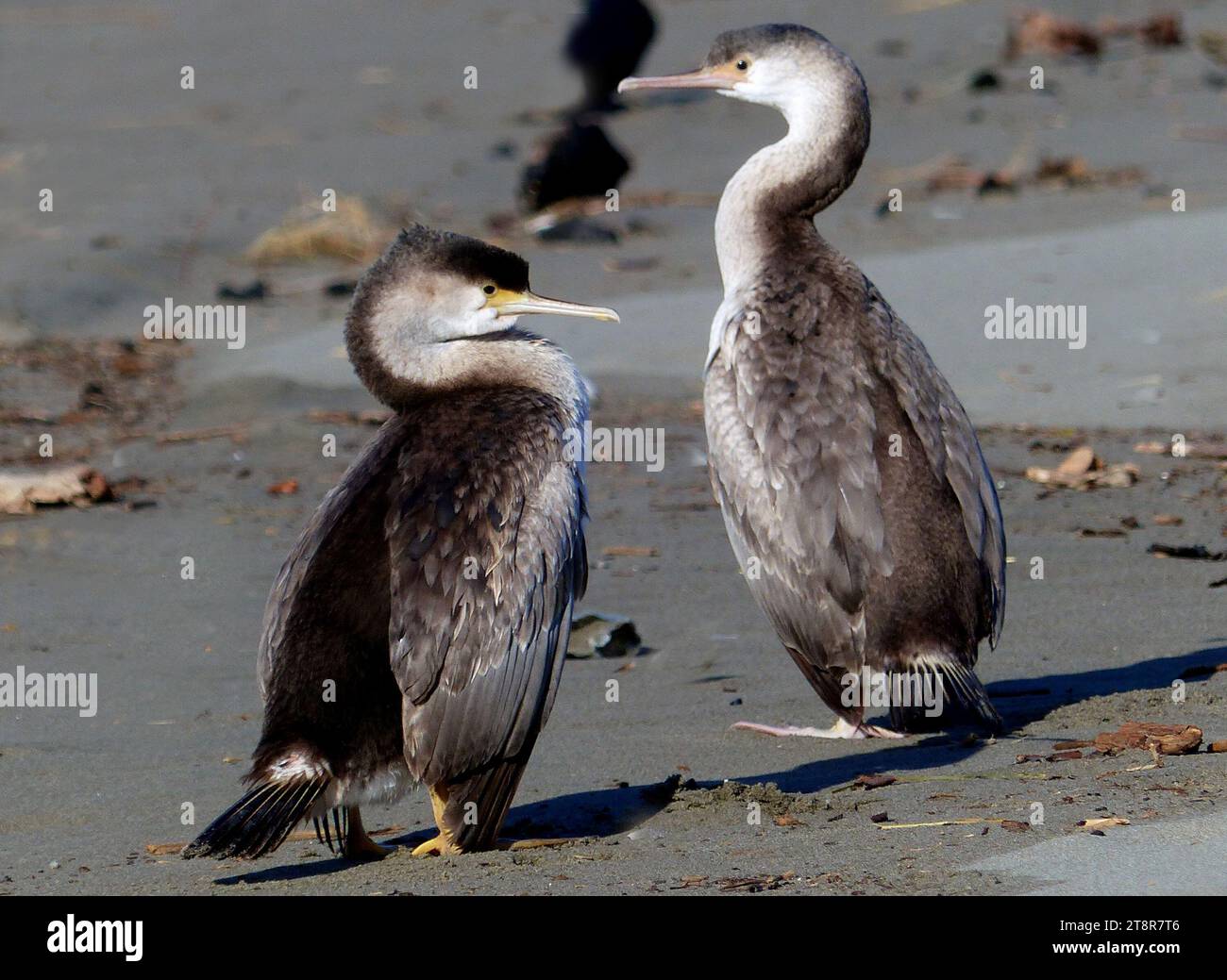 A pair of Pied Shags. NZ, Pied shags mainly inhabit coastal habitats about much of New Zealand. Adults have the crown, back of the neck, mantle, rump, wings, thighs and tail black, although on close inspection the upper wing coverts are grey-black with a thin black border. The face, throat, sides of neck and underparts are white. The long, hooked beak is grey, the iris is green, and legs and feet black. On breeding adults, the skin in front of the eye is yellow, at the base of beak is pink or pink-red, and the eye-ring is blue. Non-breeding adults have paler skin colours than breeders. Stock Photo