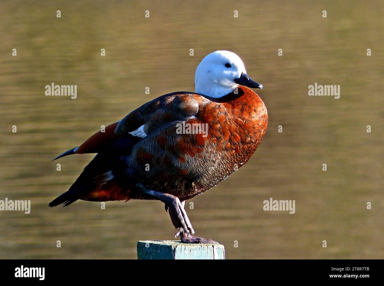 Female Shell Duck. NZ, Unusually for ducks, the female paradise shelduck is more eye-catching than the male; females have a pure white head and chestnut-coloured body, while males have a dark grey body and black head Stock Photo
