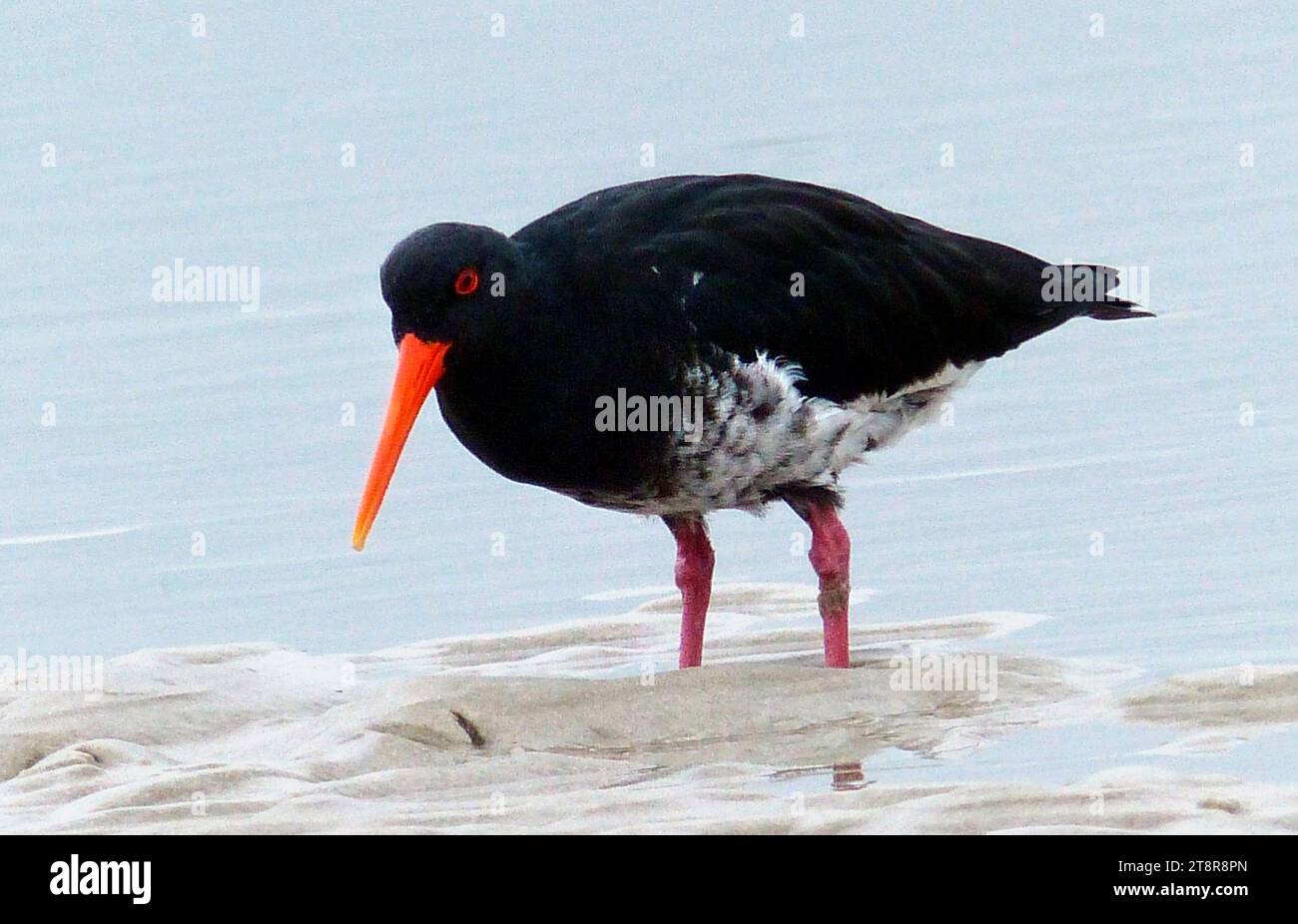 Oyster catcher, The variable oystercatcher is a familiar stocky coastal