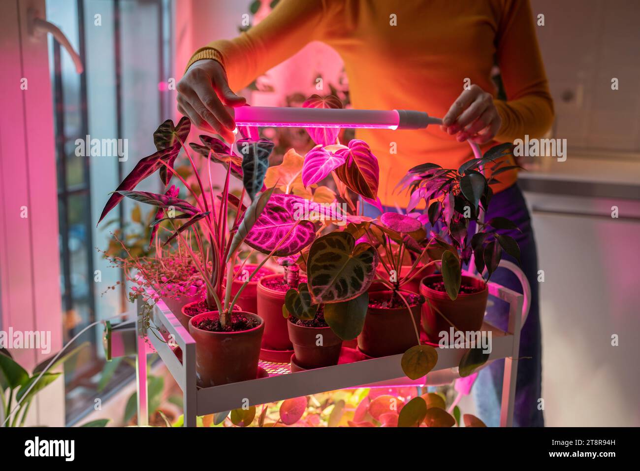 Female installing LED purple pink lamp for supplementary lighting of indoor plant in winter at