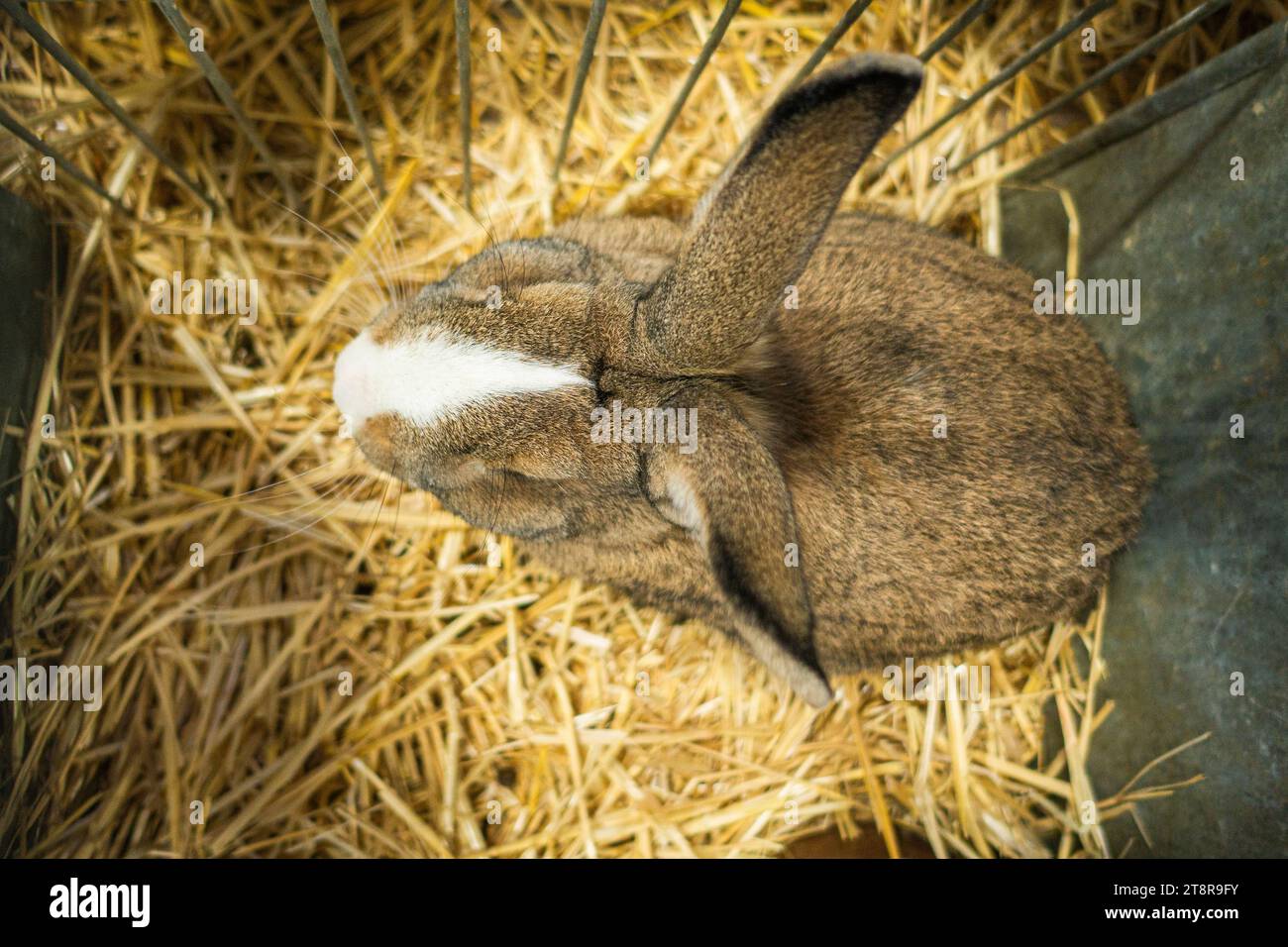 Liptov Baldspotted Wild Rabbit at the National exhibition of farming ...