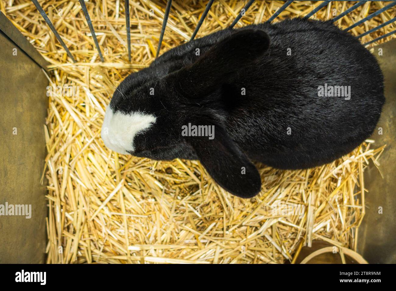 Liptov Baldspotted Black Rabbit at the National exhibition of farming ...