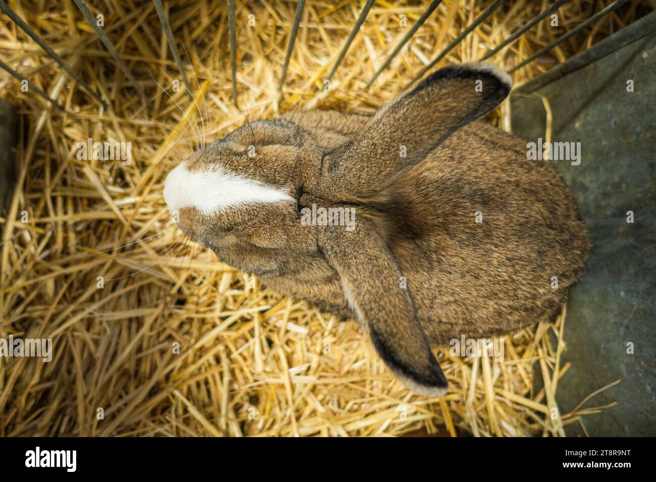 Liptov Baldspotted Wild Rabbit at the National exhibition of farming ...
