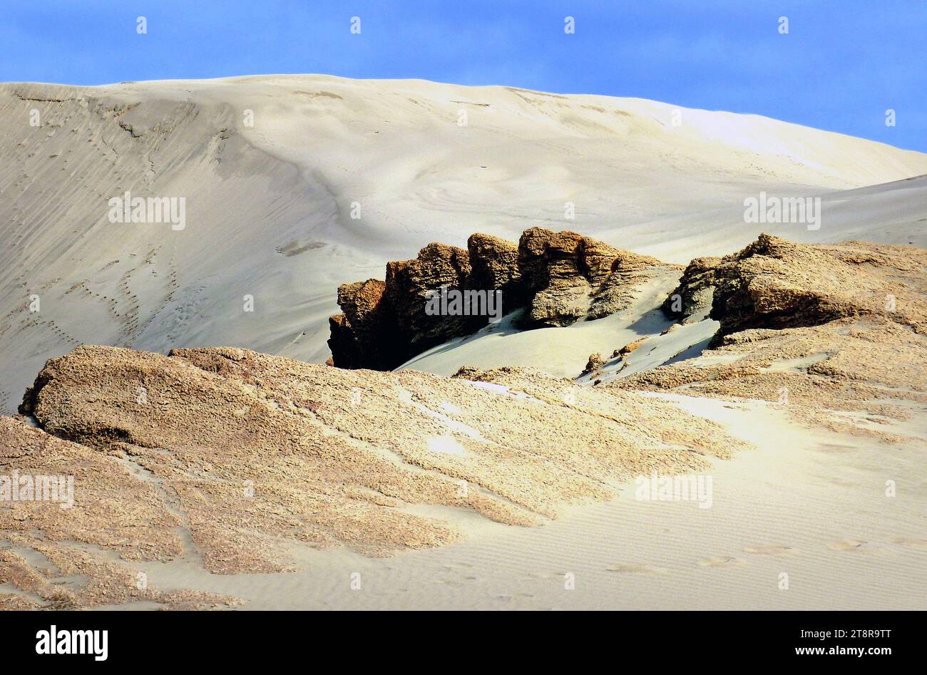 Te Paki sand Dunes, Situated at the end of the ninety mile beach (classified as a state highway, youve got to love New Zealand) Te Pakis dunes certainly win when it comes to size. These immense golden monsters rise steeply out of the surrounding vegetation, and convey the somewhat disturbing feeling that you have become a being of ant like proportions Stock Photo