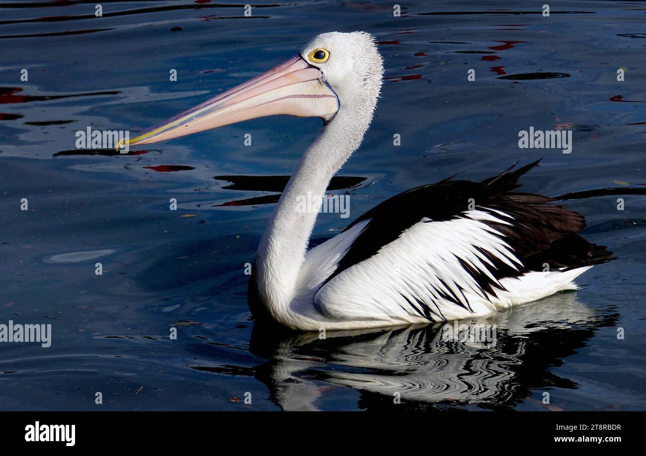 Mr Pelican, A very large bird, weighing up to 13 kg, and with a wingspan of 2.5 m. The pink bill is very long (50 cm), with the lower bill supporting a distensible pouch for scooping up and holding food. The head and body of the Australian pelican is white, with a black back and tail. The upperwing is black with a white oval section in the middle of the leading edge; the under wing is white with dark flight feathers, plus a partial black bar in the midsection. The grey-blue legs are short for the birds size. The neck is folded back in flight. Pelicans use thermal currents Stock Photo