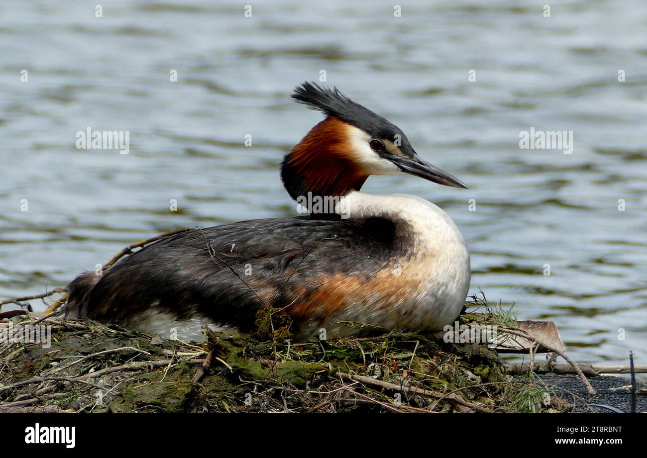 The Australasian crested grebe, The Australasian crested grebe is majestic and distinctive diving bird that is usually seen on the southern lakes of New Zealand where it breeds. It has a slender neck, sharp black bill and head with a distinctive black double crest and bright chestnut and black cheek frills, which it uses in its complex and bizarre mating displays. It is unusual for the way it carries its young on its back when swimming. The crested grebe belongs to an ancient order of diving water birds found on every continent in the world. Stock Photo