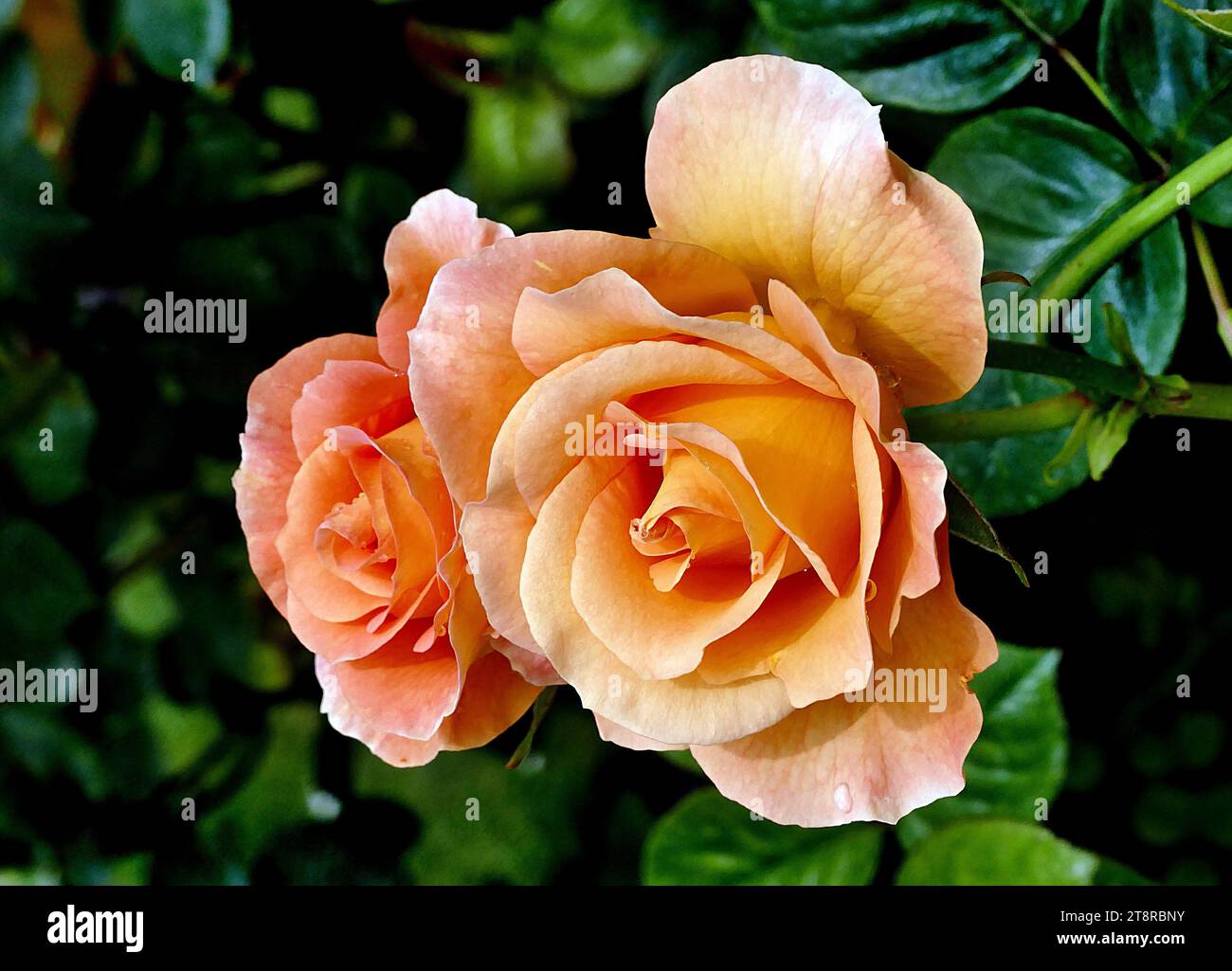 Burma Star Rose, Unfading apricot flowers that grow in upright clusters
