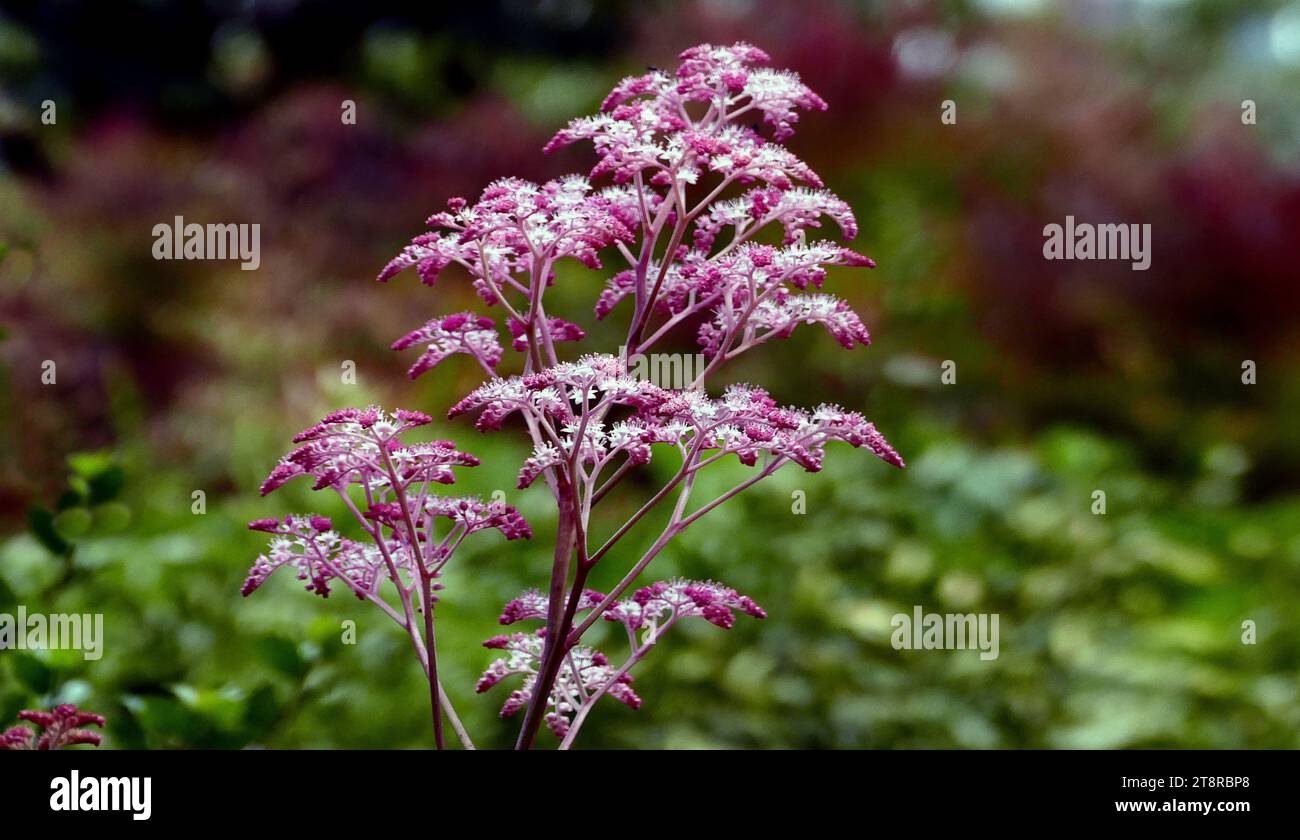 Queen of the Prairie, Meadowsweet Filipendula rubra, This is a big imposing plant. Flowers can be white or varying shades of pink, good for cutting. Foliage is bold. Very handsome in the right place. Because of its size and aggressive spread, it requires lots of room and frequent division or a root barrier. The rhizomes are shallow and around 1/2' across Stock Photo
