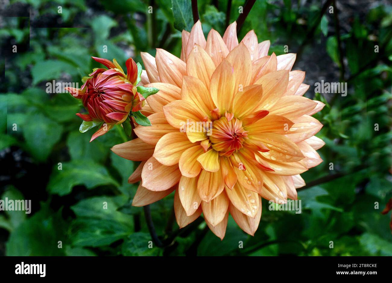 Orange Ruby. Dahlia, Dahlia plants are amazing, another example of horticultural magic. The dinner plate types can grow a full metre high in just a few months while producing blooms almost 30 cm across Stock Photo