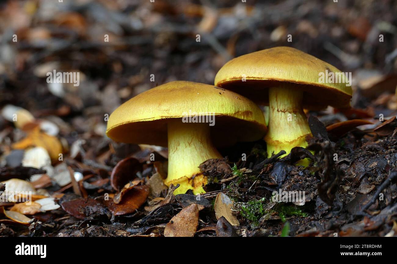 Dermocybe canaria.(Canary Webcap), Dermocybe canaria, 'Canary Webcap'is a rare, brightly coloured species found in SE Australia and NZ, mycorrhizal with eucalypts. Cap and stem are bright yellow, cap to 80 mm, convex, umbonate, Stem often has a bulbous base, and veil remnants in a fugitive, fibrillose ring. Spore print yellowish rusty brown Stock Photo