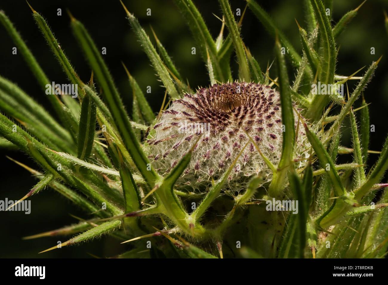 Woolly thistle (Cirsium eriophorum) growing in prealps and jura Stock Photo