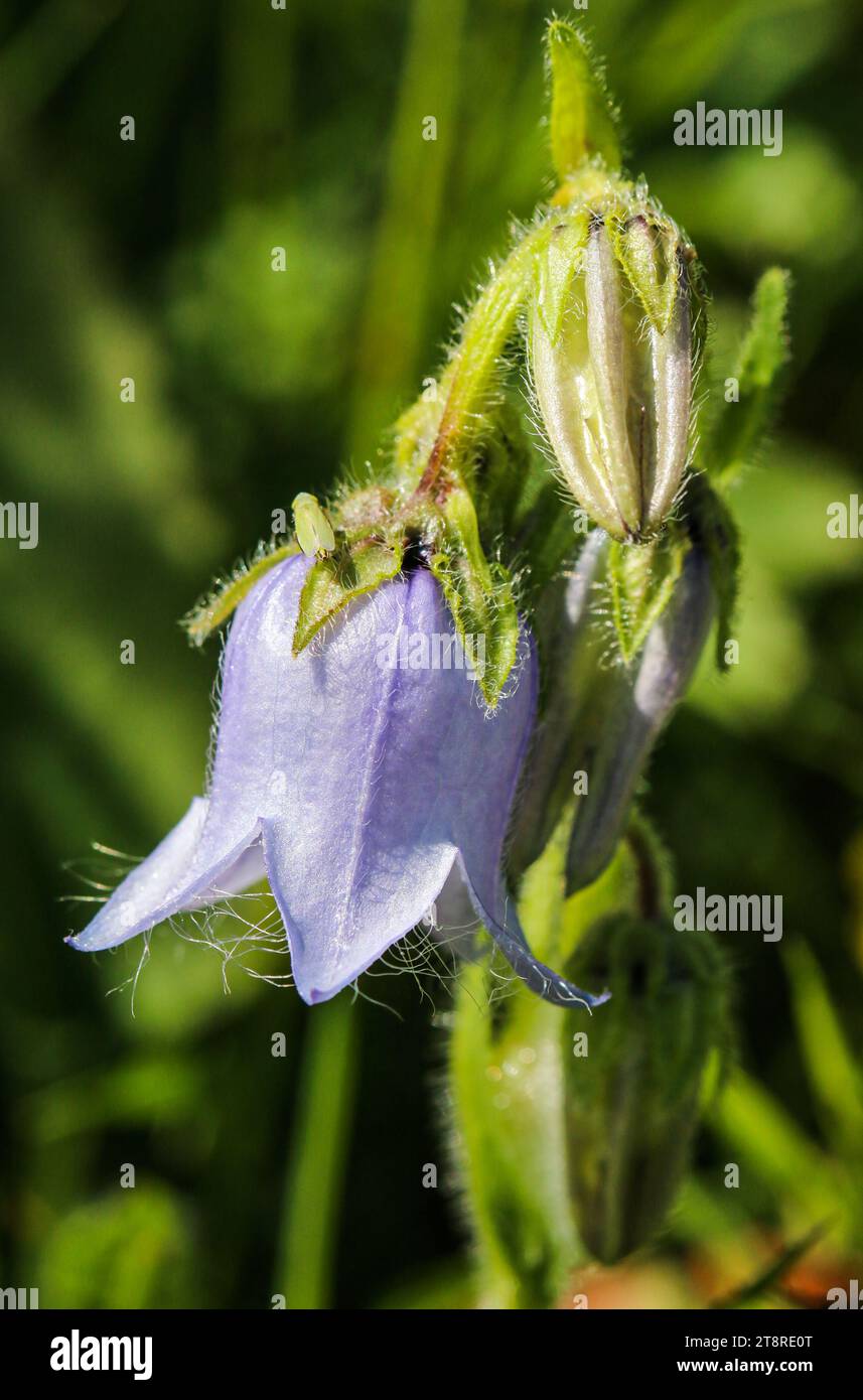 Bearded bellflower (Campanula barbata) bloom in prealpine meadows and clear forests Stock Photo
