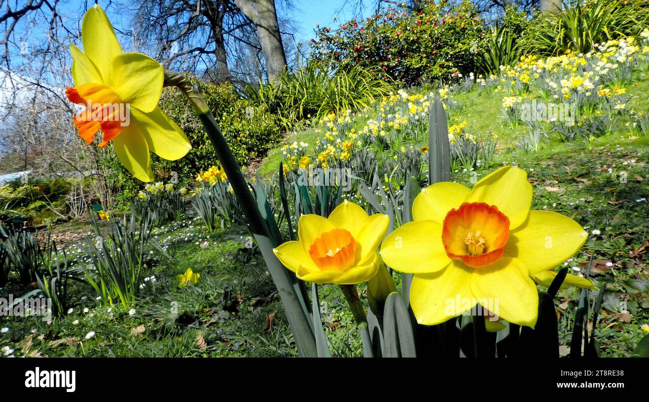 Narcissus. daffodil, Narcissus is a genus of predominantly spring perennial plants in the Amaryllidaceae (amaryllis) family. Various common names including daffodil, daffadowndilly, narcissus, and jonquil are used to describe all or some members of the genus. Narcissus has conspicuous flowers with six petal-like tepals surmounted by a cup- or trumpet-shaped corona. The flowers are generally white or yellow (also orange or pink in garden varieties), with either uniform or contrasting coloured tepals and corona Stock Photo