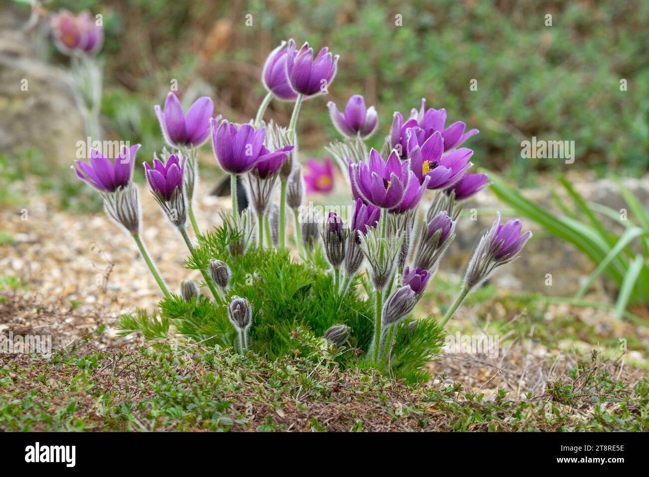 Pulsatilla vulgaris, pasqueflower, bell-shaped, hairy, violet flowers in spring Stock Photo