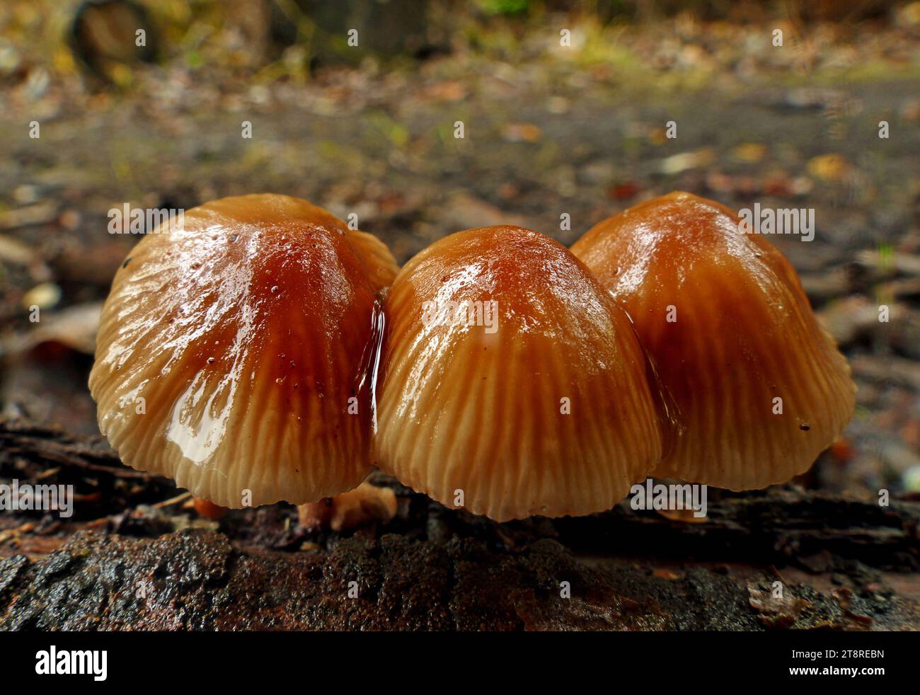 Mycena, Mycena is a large genus of small saprotrophic mushrooms that are rarely more than a few centimeters in width. They are characterized by a white spore print, a small conical or bell-shaped cap, and a thin fragile stem Stock Photo