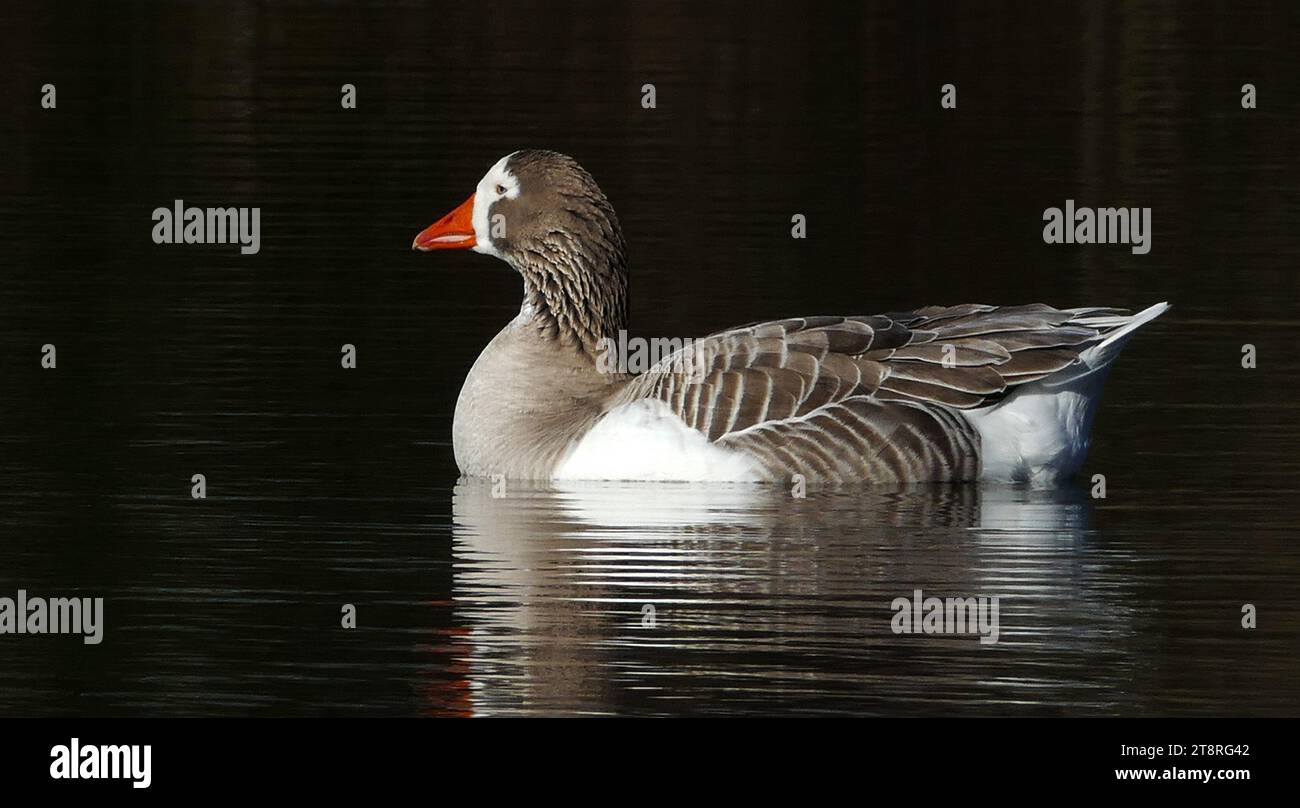 The greylag goose (Anser anser) is a bird in the waterfowl family Anatidae. It has mottled and barred grey and white plumage and an orange beak and legs. A large bird, it measures between 74 and 91 centimetres (29 and 36 in) in length, with an average weight of 3.3 kilograms (7.3 lb). Its distribution is widespread, with birds from the north of its range in Europe and Asia migrating southwards to spend the winter in warmer places Stock Photo
