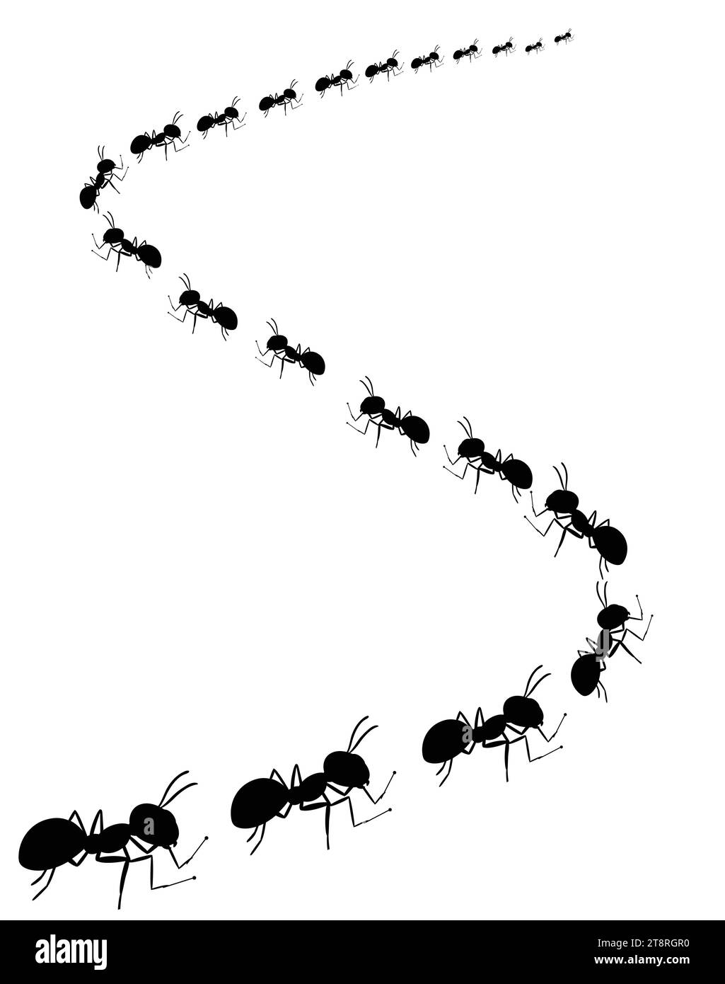 A line of worker ants marching in search of food. Vector illustration Stock Vector