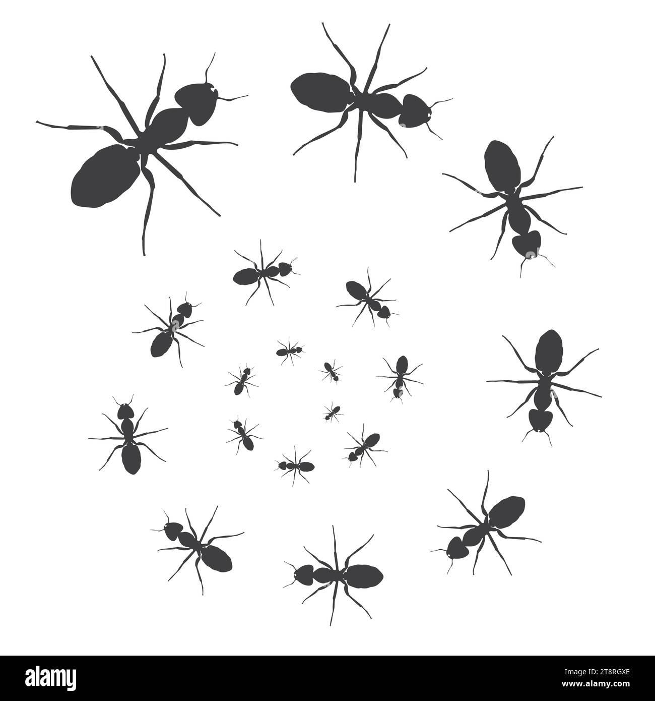 A line of worker ants marching in search of food. Vector illustration Stock Vector